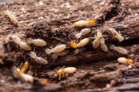 traitement termittes toulouse traitement charpente toulouse haute garonne 31